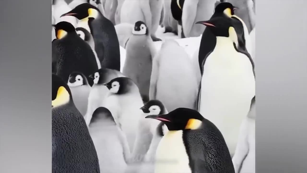 FUNNY ANIMALS COMPLETATION