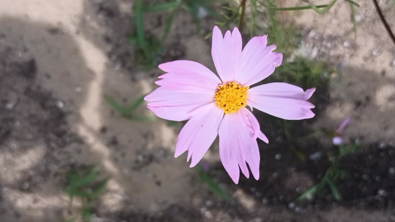 Garden Cosmos