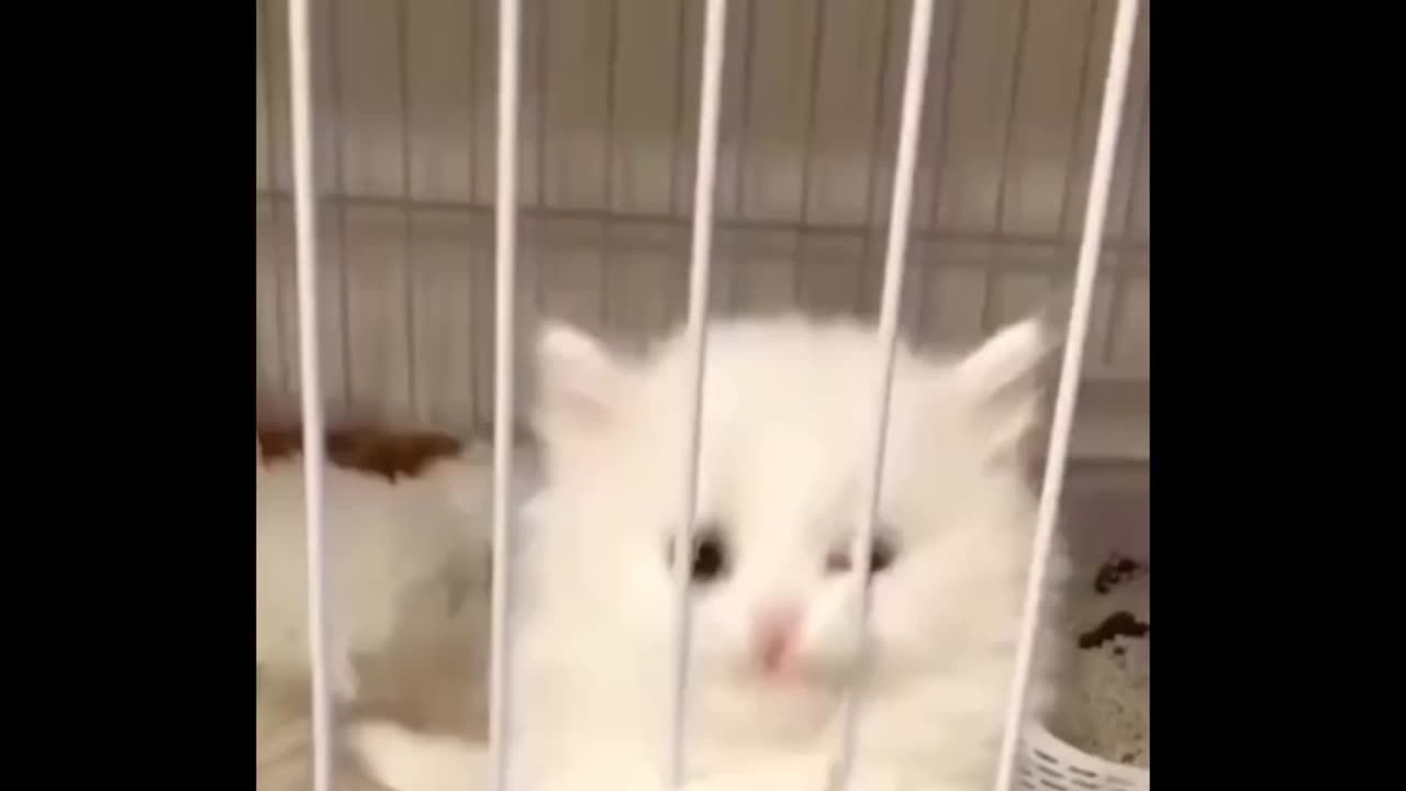 Cute Kittens 🐈 in cage and cutest puppy🐕 playing with chckens🐤