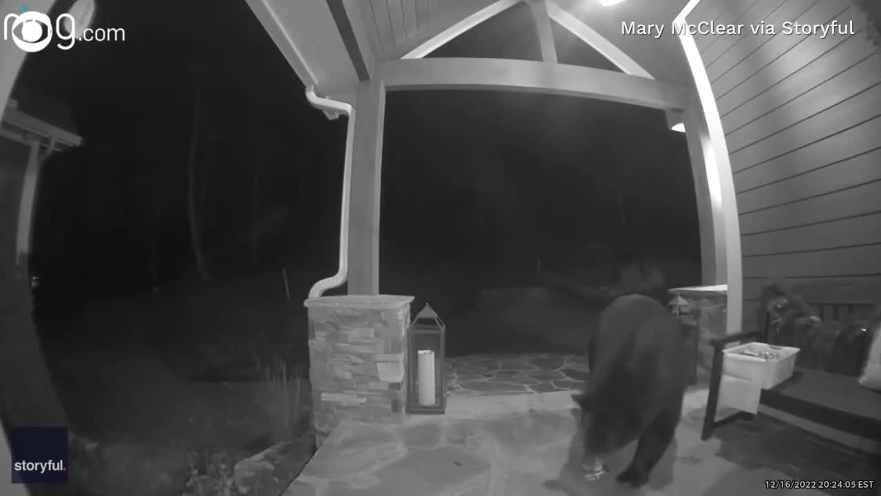 Hungry bear steals bagel delivery from porch