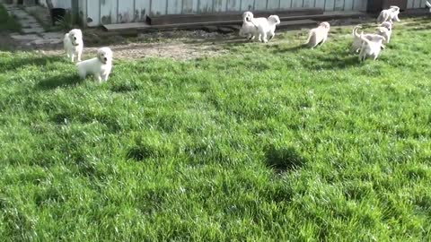 Swarm of Golden Retriever puppies0