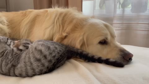 Funny Kittens don't let the Golden Retriever rest