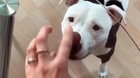 Dog Looking For Food, Can't Find More - Tiktok Dogs (#Funny #Animals #418)