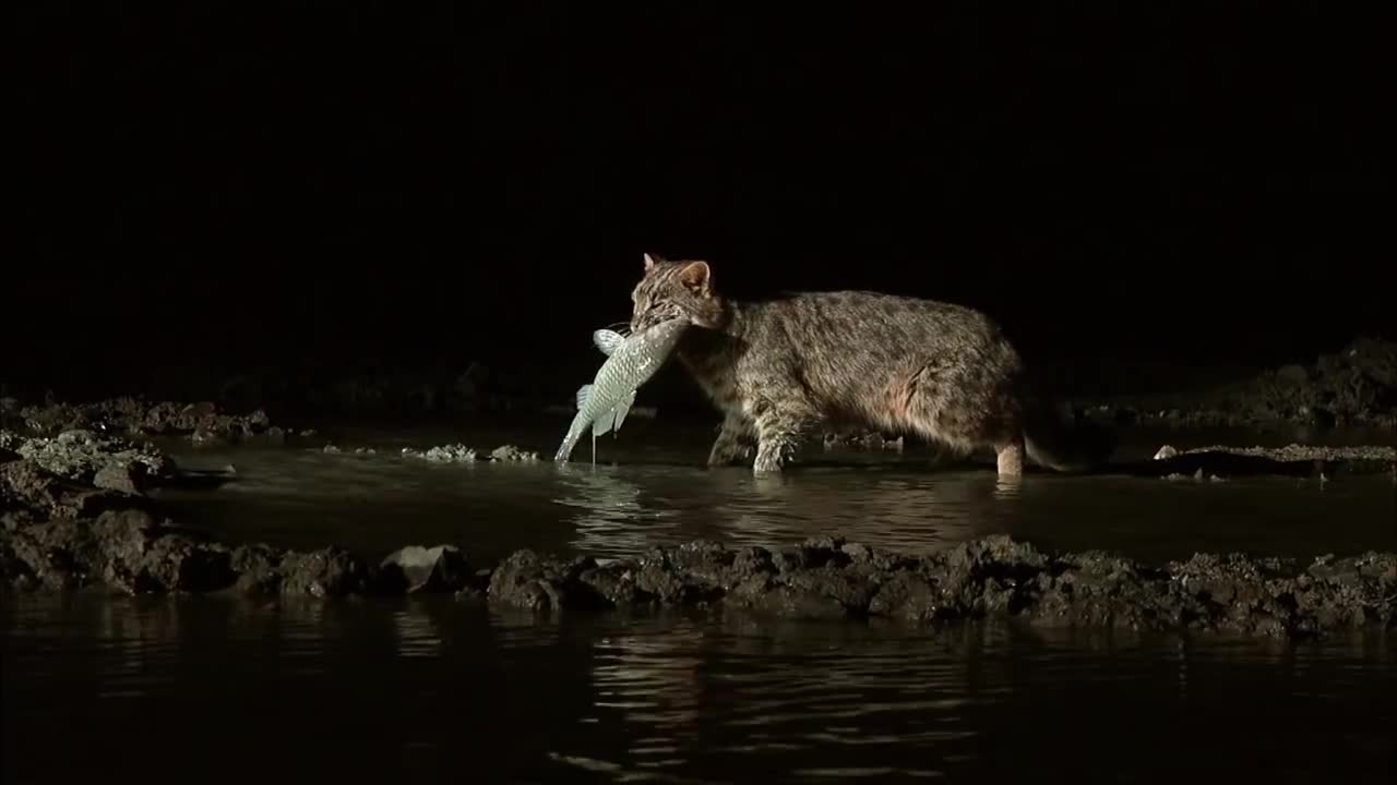 Fishing Cat: The Cat That Hunts Underwater