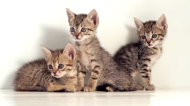 Three cute kittens bring you a happy day