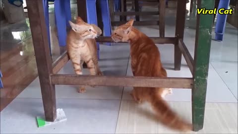 Fighting cat