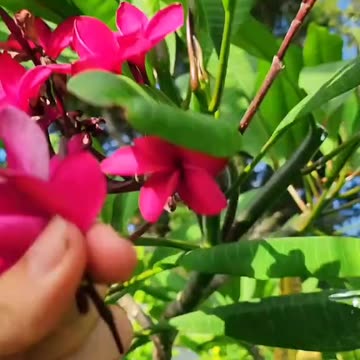 God made Medicine & Nutrients growing from our Earth