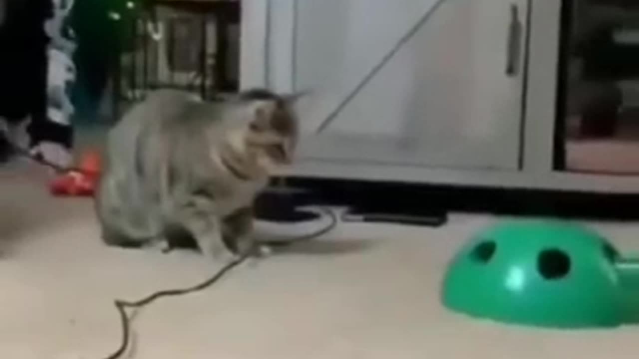 Pet funny video