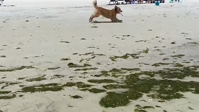 Dog Catches Frisbee While Playing With Owner