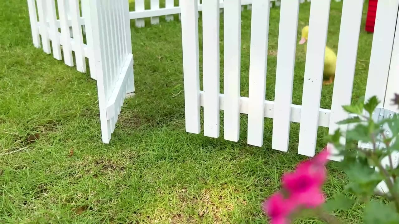 Funny video