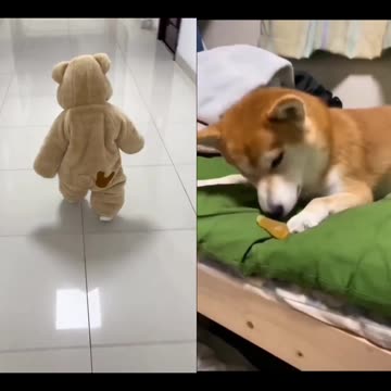 Cute baby 😍 and cute dog 😜 playing together 💕💕