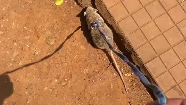 Hoje levei o Remy para passear