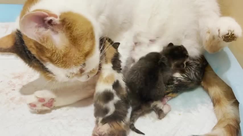 10 minutes after birth kittens meow loudly