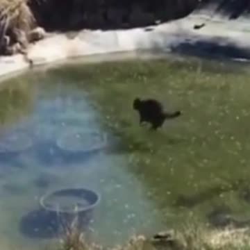 cat on winter fishing