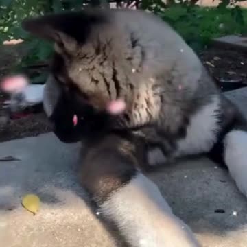 "Adorable Dog Breeds That Will Melt Your Heart! 🐾💕"