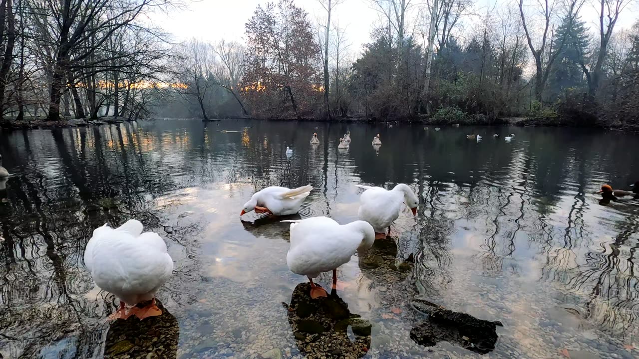 birds chirping in forest