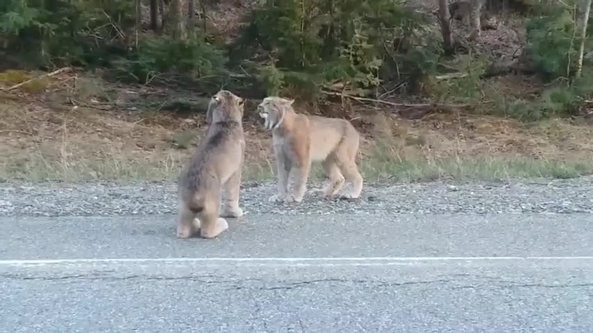 Two Lynx Cats Scream at Each Other