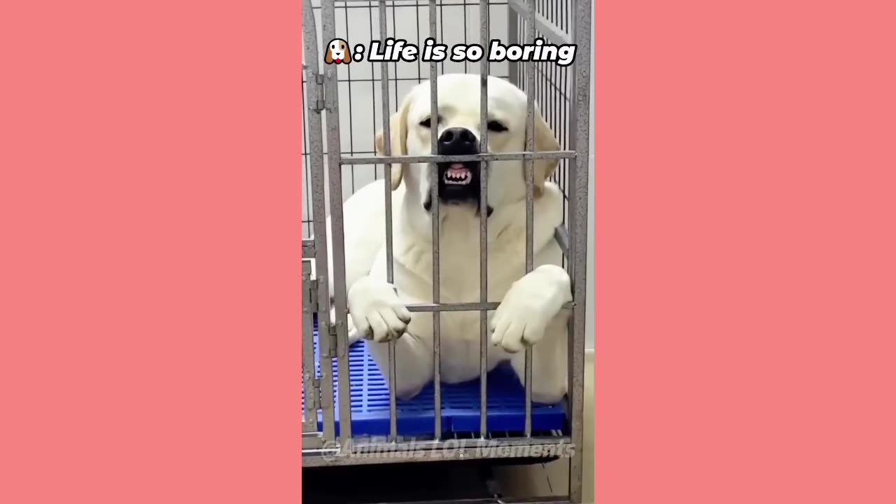 Funny Animals & Cute Pets Viral Video Comilation