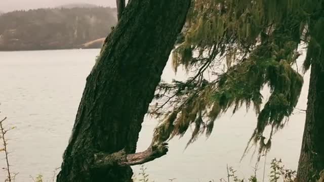 Deception Pass bridge in true PNW fashion 😍 Hazy fog and rain