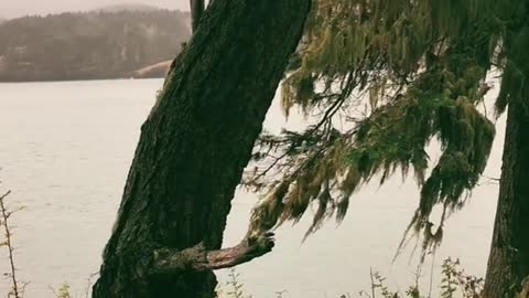 Deception Pass bridge in true PNW fashion 😍 Hazy fog and rain