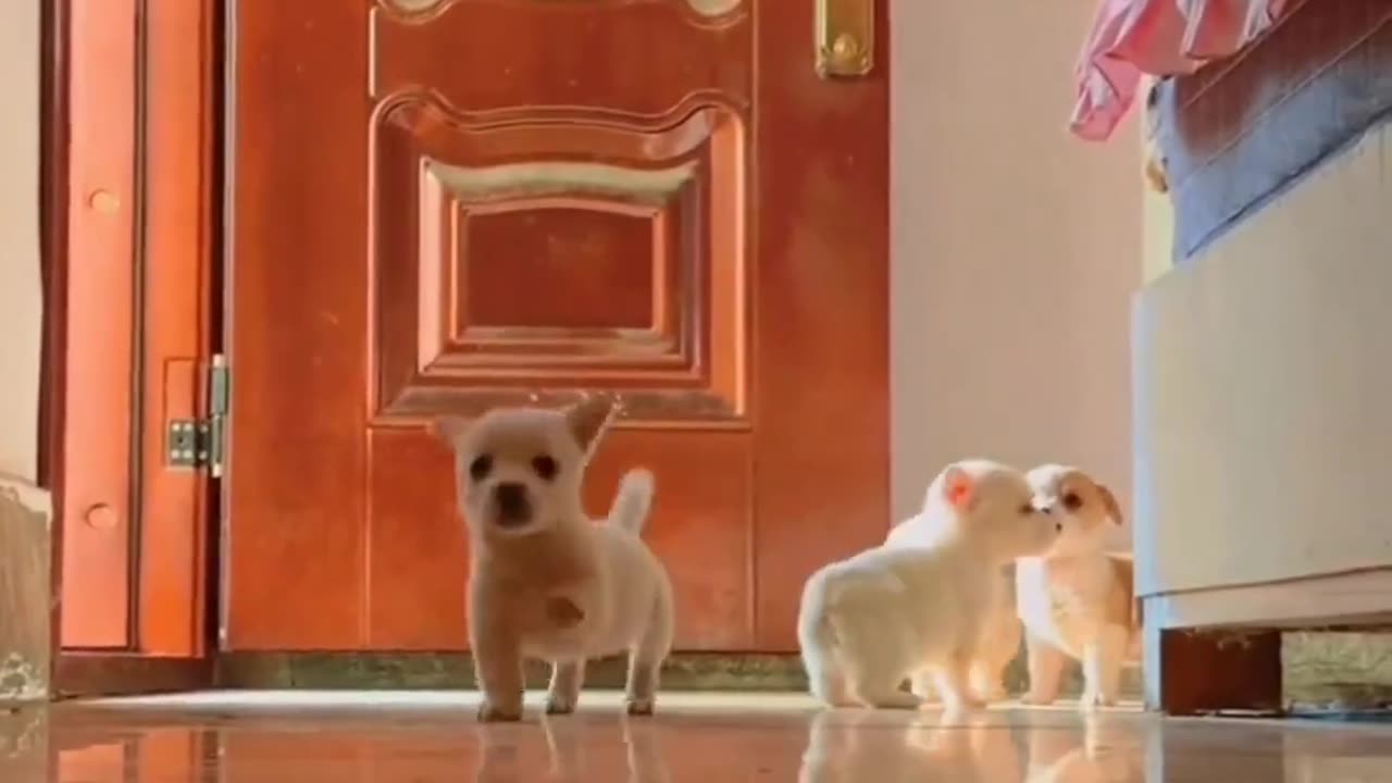 cute puppies