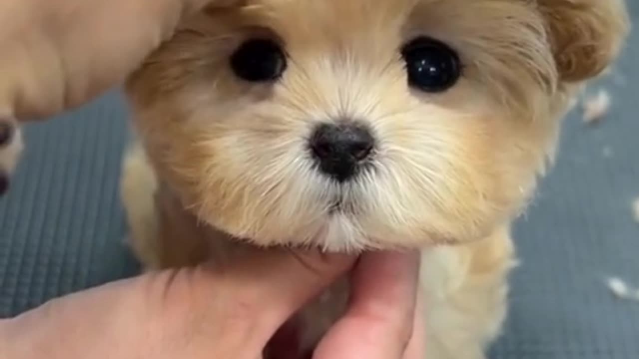 Cute Puppy Rocking a Hairband! 🐶🎀