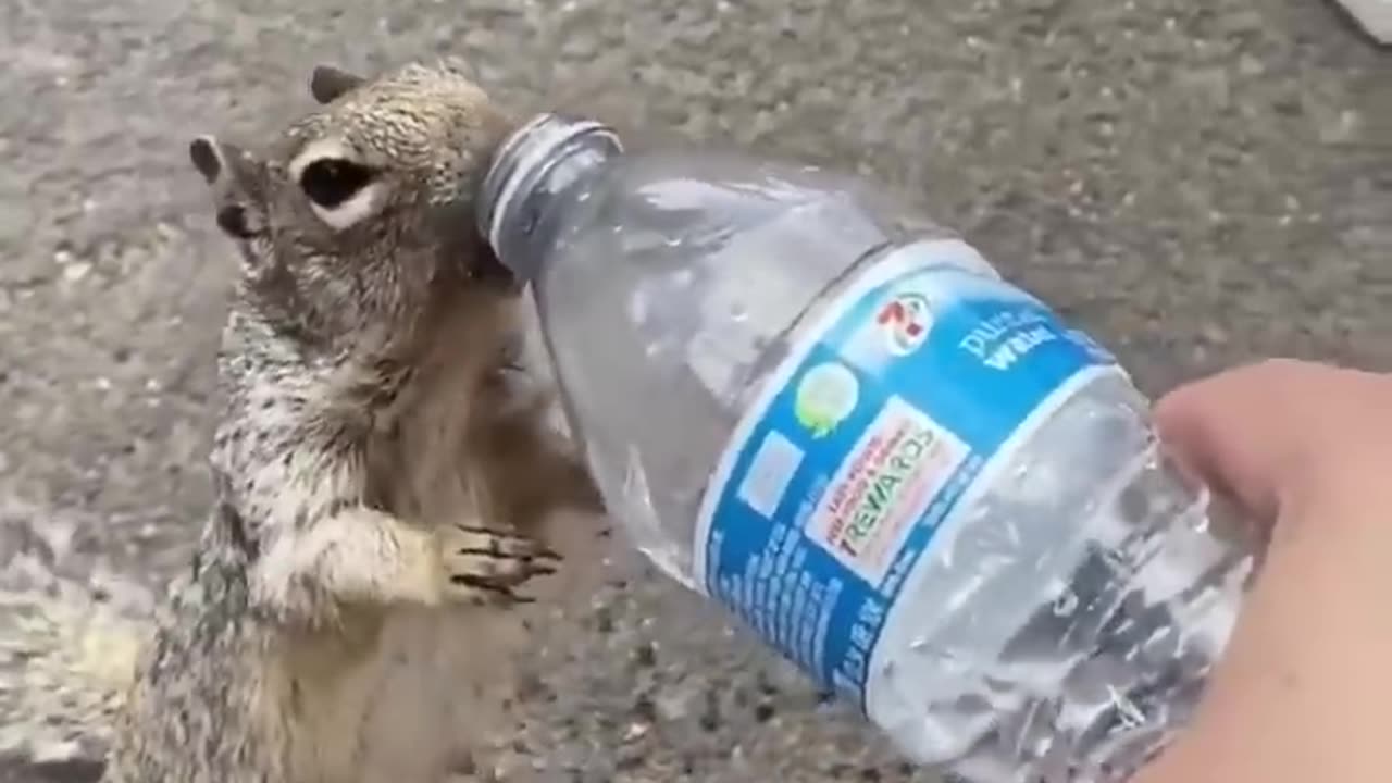 Animal drink
