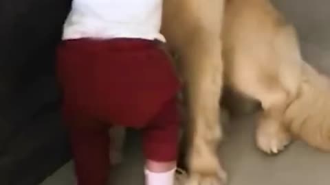 Toddler Gives Dog a Hug Before Going to School Shorts