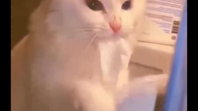 Would you beat your cat if it did the same?