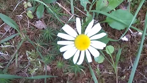 Daisy