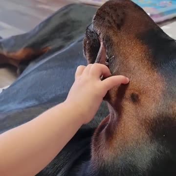 Little dentist checks dog's teeth......