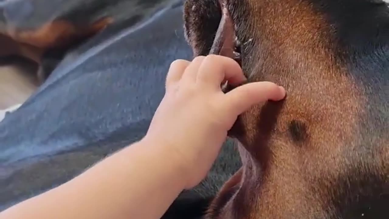 Little dentist checks dog's teeth......