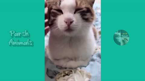 Funniest Cats Make Laugh Ever