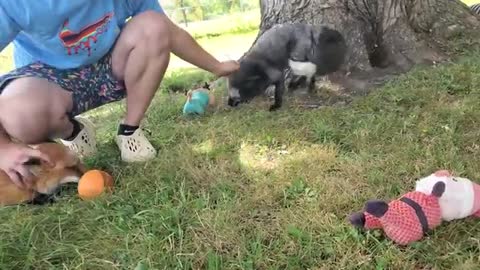 Finnegan and Muttias fox get pets from Ethan