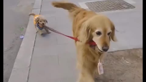 Golden Retriever Love Walking This Puppy