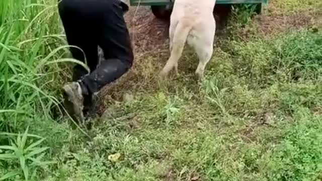 Cute-Funny Helping dog