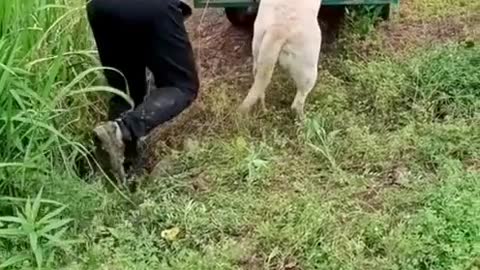 Cute-Funny Helping dog