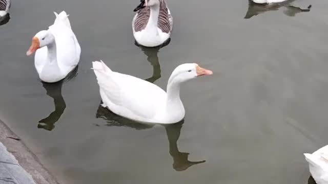 Duck And Goose Sound Video By Kingdom of Awais