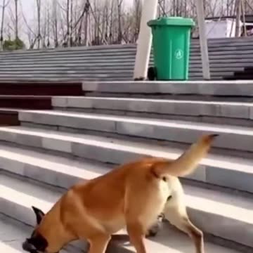 Belgian Malinois Pro Skateboarder???