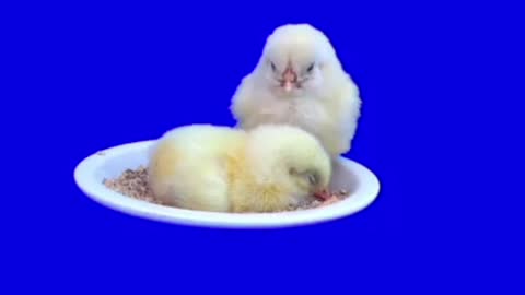 Cute chickens fell asleep in a plate