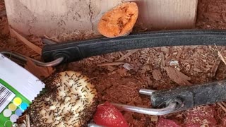 The 🐜 ant army devours crackers.