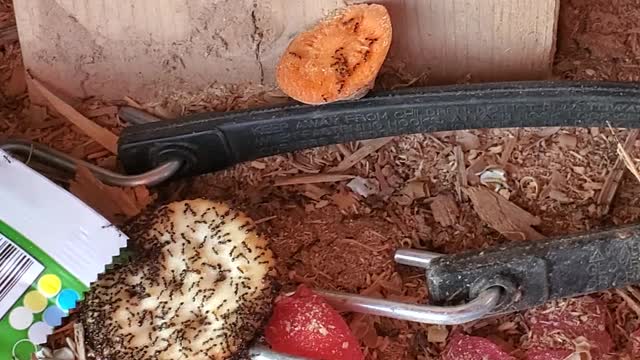 The 🐜 ant army devours crackers.
