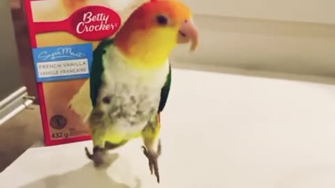 Parrots funny video