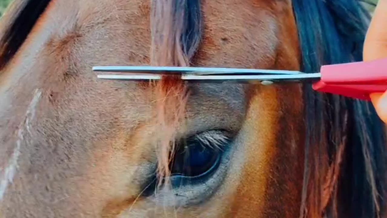 Horse and me