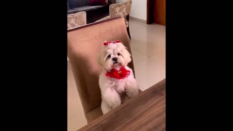 funny cats and dog compilation |cats and dogs funny fails |cats and dogs funniest videos #09