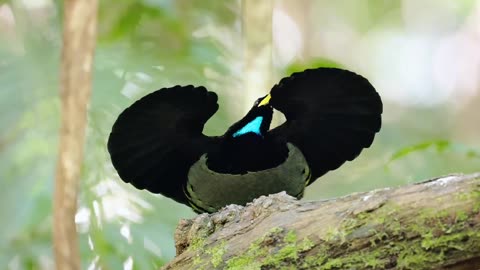 Fan Dance of the Bird of Paradise