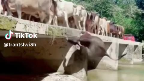 Cow falls down