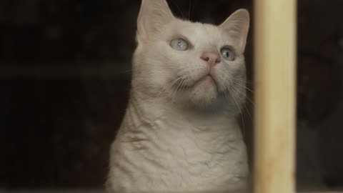 Watch the handsome of this white cat