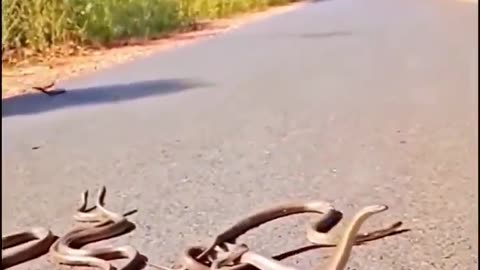 Snakes Dominating All Over - Credits: unknown