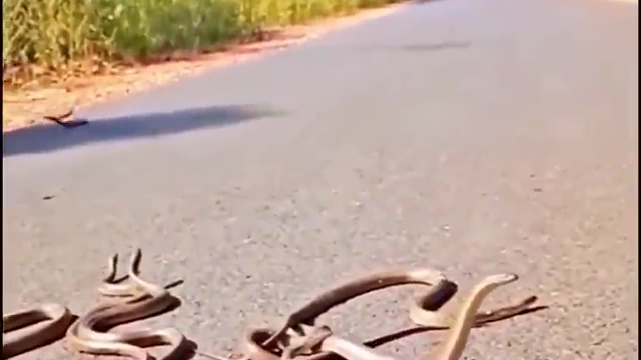 Snakes Dominating All Over - Credits: unknown